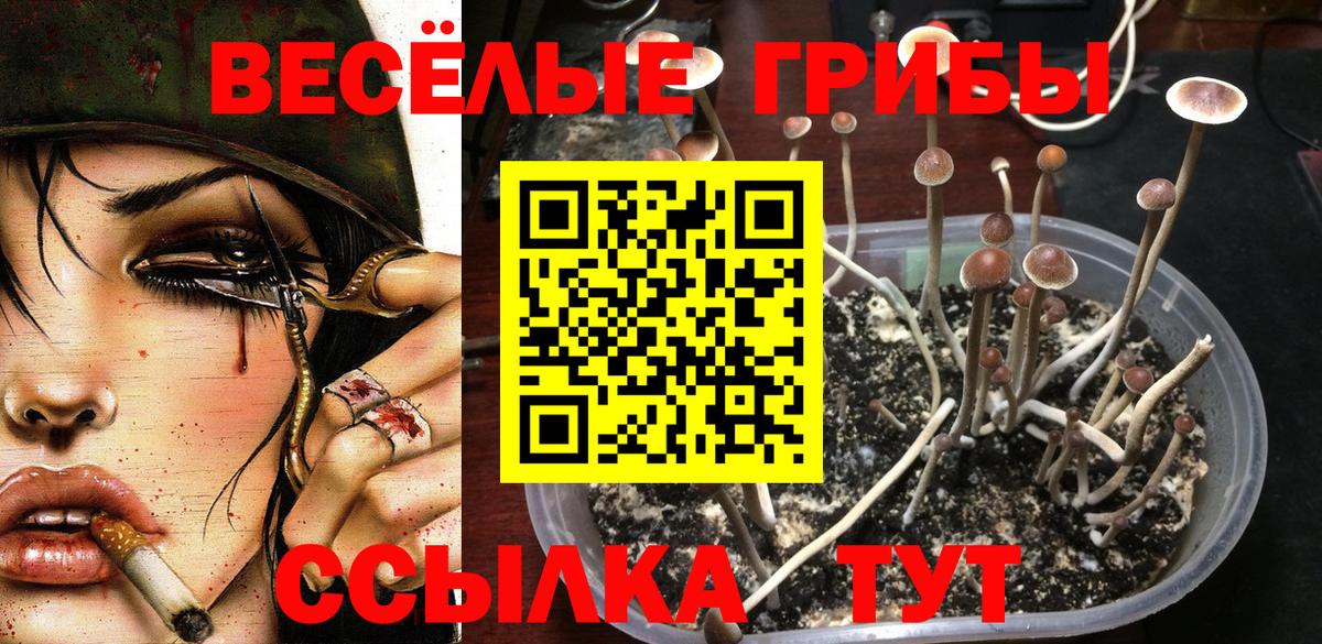 Галлюциногенные грибы прущие грибы  Псилоцибиновые грибы Psilocybe  Ачхой-Мартан  Вход с VPN 
